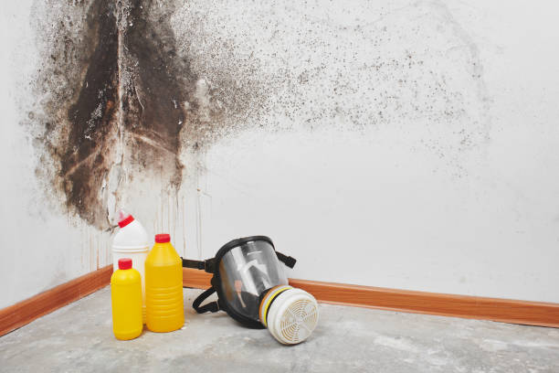 Best HVAC Mold Remediation in Marshall, IL