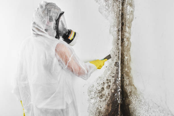Best Mold Testing and Inspection Services in Marshall, IL