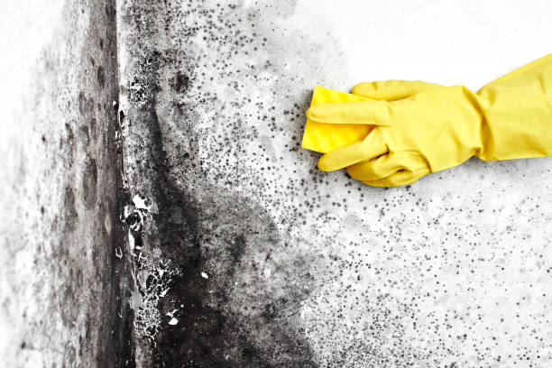Marshall, IL Mold Remediation Company