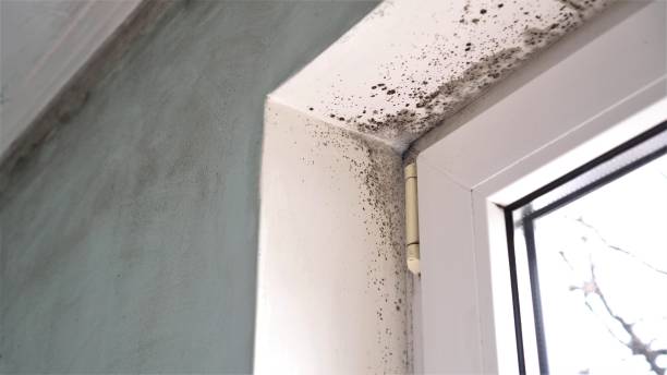Best Attic Mold Remediation in Marshall, IL