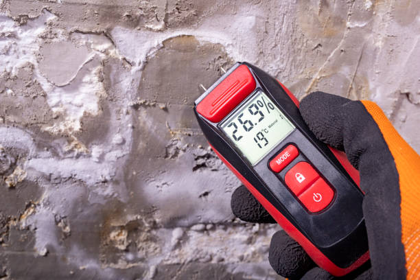Best Kitchen Mold Remediation in Marshall, IL