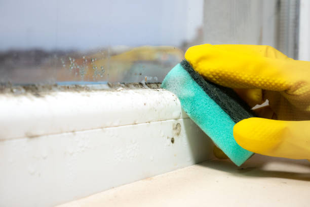 Best Localized Mold Remediation (e.g., coastal areas, humid climates) in Marshall, IL