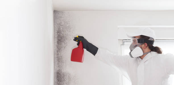 Best Bathroom Mold Remediation in Marshall, IL