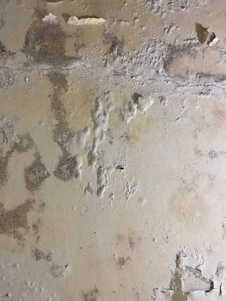 Best Residential Mold Remediation in Marshall, IL