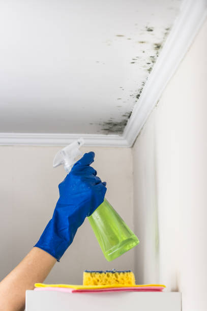 Best Preventive Mold Services in Marshall, IL