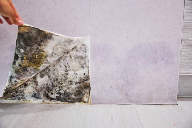 Best Mold Remediation for Specific Building Types in Marshall, IL